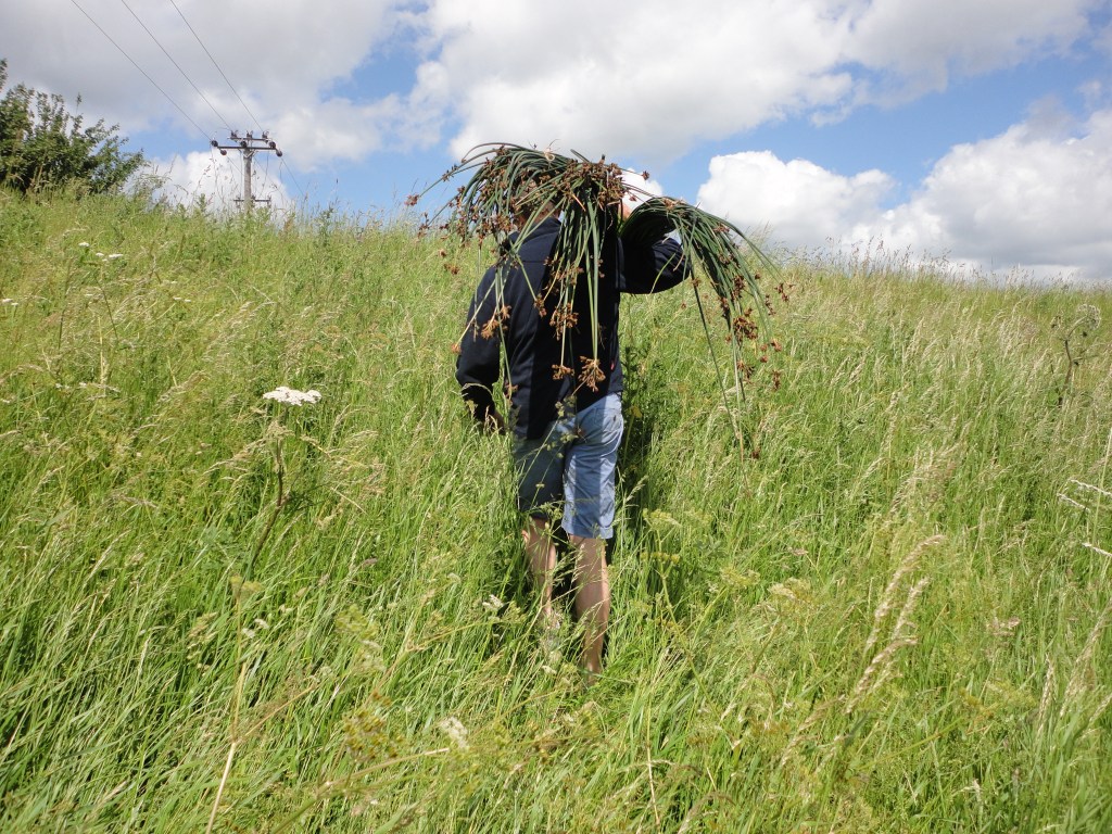 Cut rush being carried up the river bank